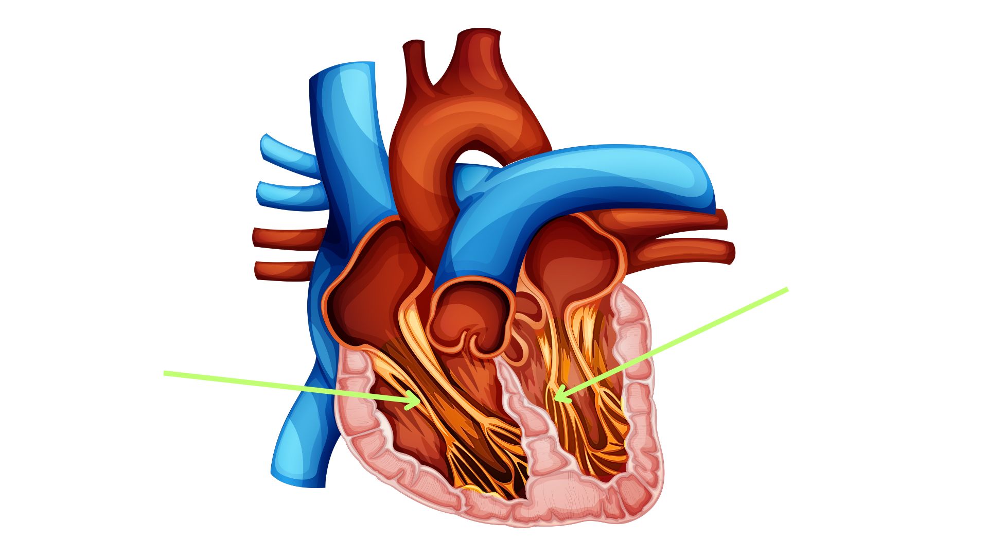 <p><span>What are the highlighted structures on the heart model below? [structure]</span></p>