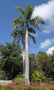 <p>Tall, smooth-trunked tropical palm with a prominent green crownshaft and a symmetrical canopy of arching pinnate fronds with evenly arranged leaflets; typically grows 15–25 m tall, forming a strong formal vertical silhouette; produces large hanging clusters of small purple-black fruits beneath the crown; commonly used as an avenue, landmark, or formal tropical accent palm; not native to the Philippines but widely cultivated.</p><p>Best used as an avenue or focal specimen in full sun with deep, well-drained soil. Performs best in open landscapes with regular moisture; avoid cramped sites or shallow soils, and ensure space for full crown development and height expression.</p>