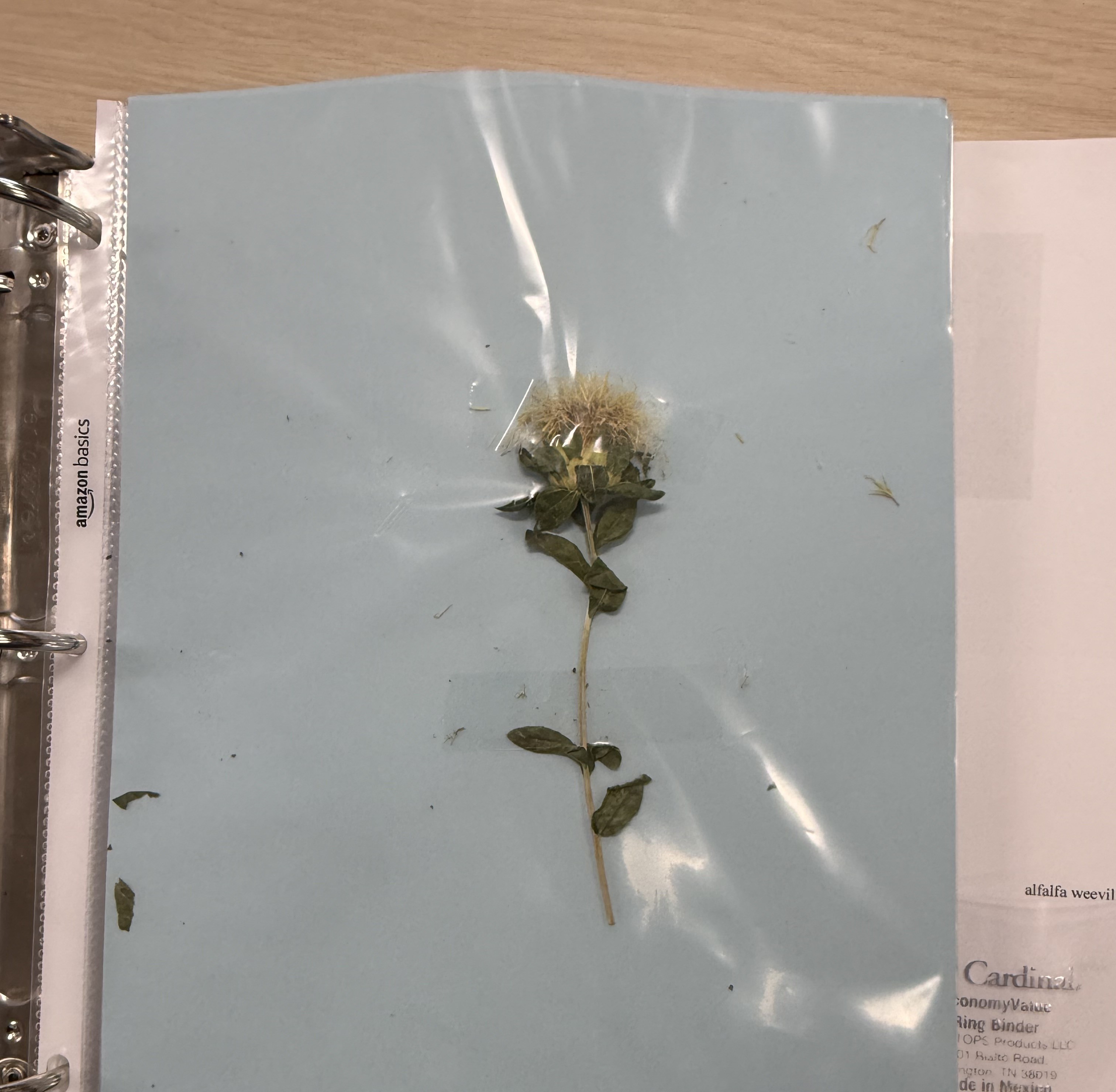 <p>Plant</p>