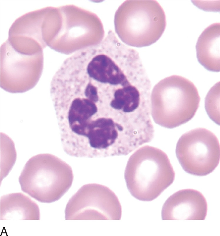 <p>what is a segmented neutrophil?</p>