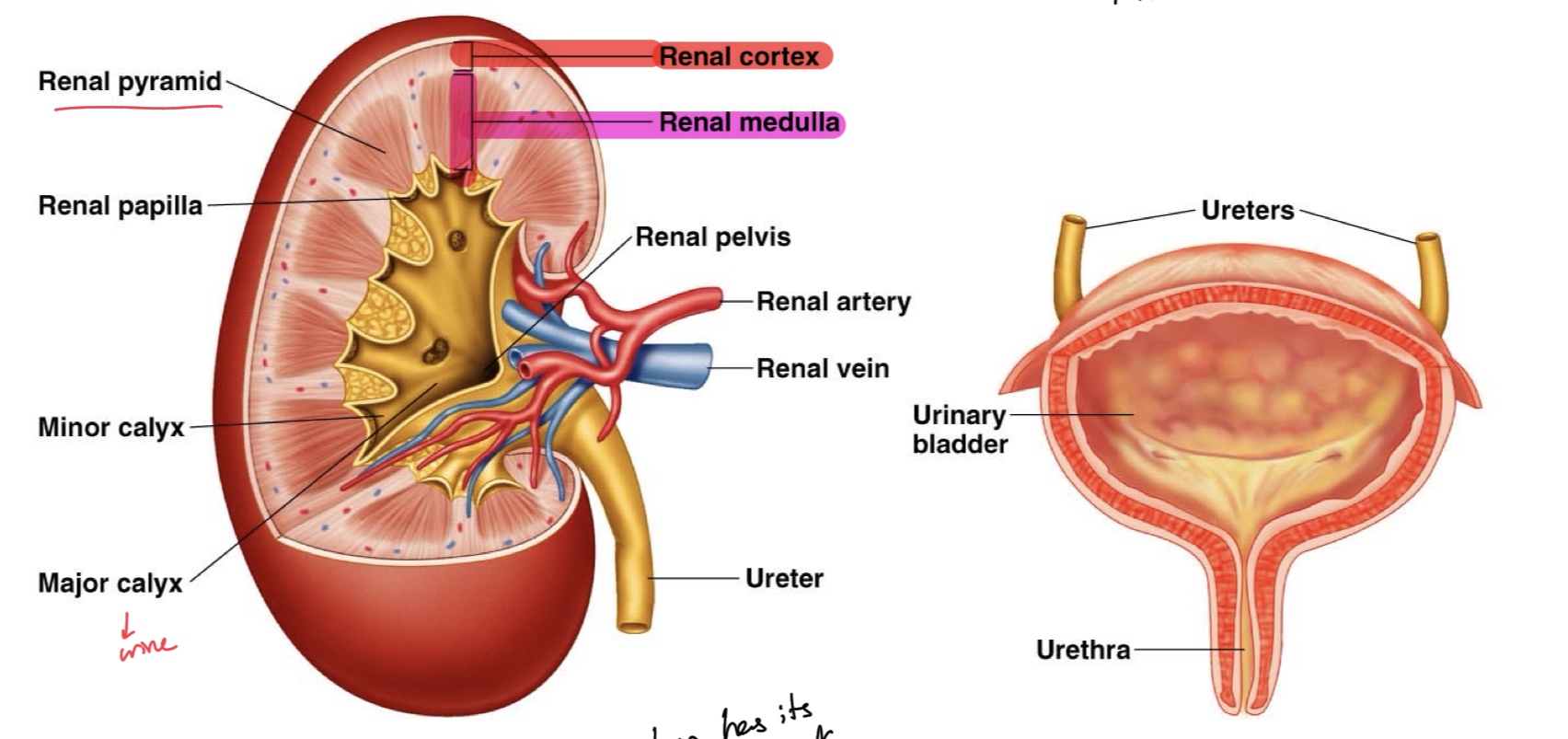 <p>Kidney Structure</p>