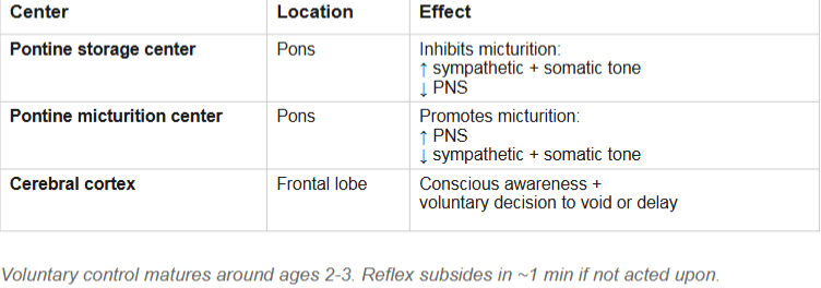<p> We can voluntarily delay voiding(urination), but not indefinitely — eventually the reflex overwhelms voluntary control</p>