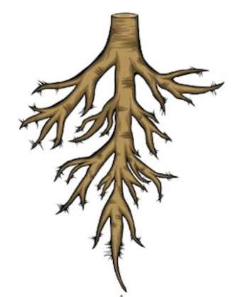 <p>dicots</p>