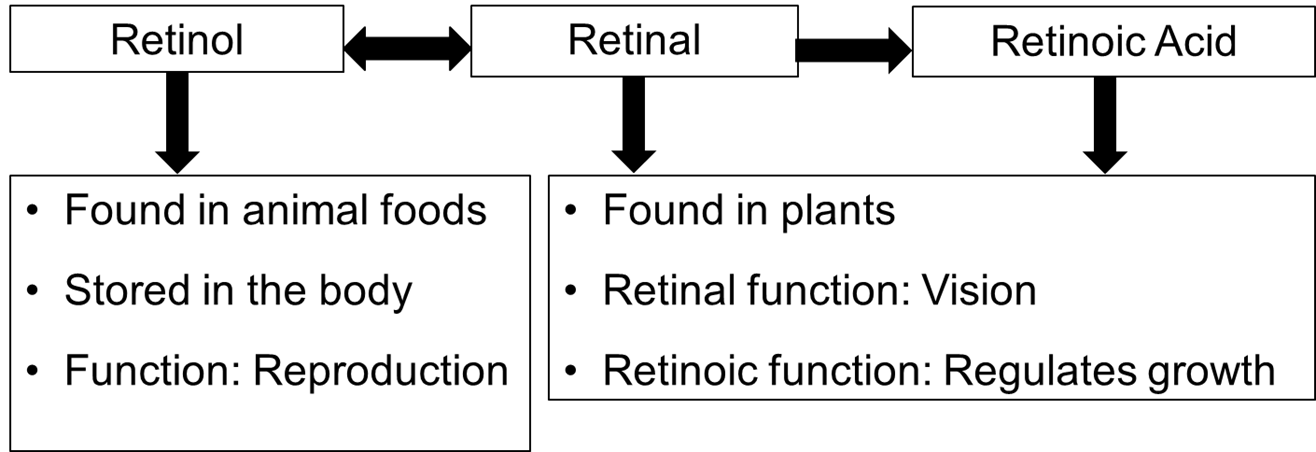 <p>What is Vitamin A?</p>