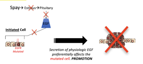 <p><span style="color: green;"><strong>Spaying a dog removes estrus-associated promotion</strong>, </span>reducing the growth stimulus</p>