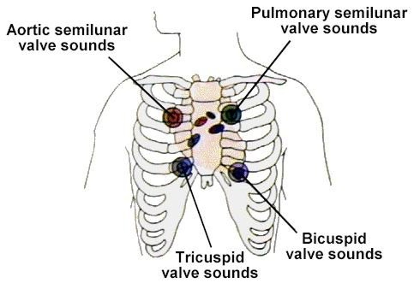 <p>To anchor the AV valves and prevent backflow of blood into the atria.</p>
