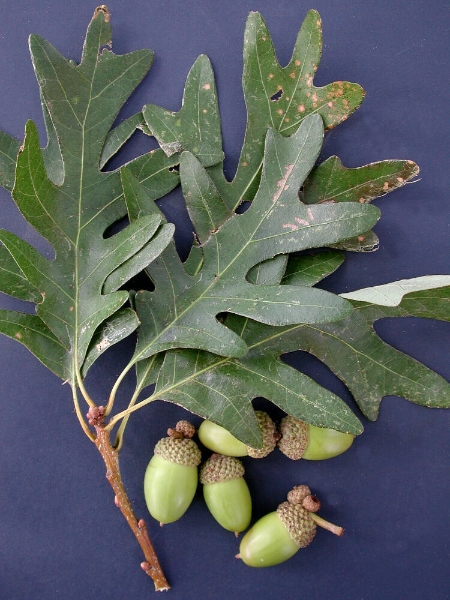 <p>Identify this species:</p>