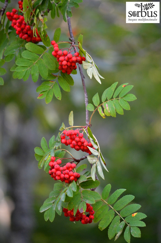 <p>Mountain Ash</p>