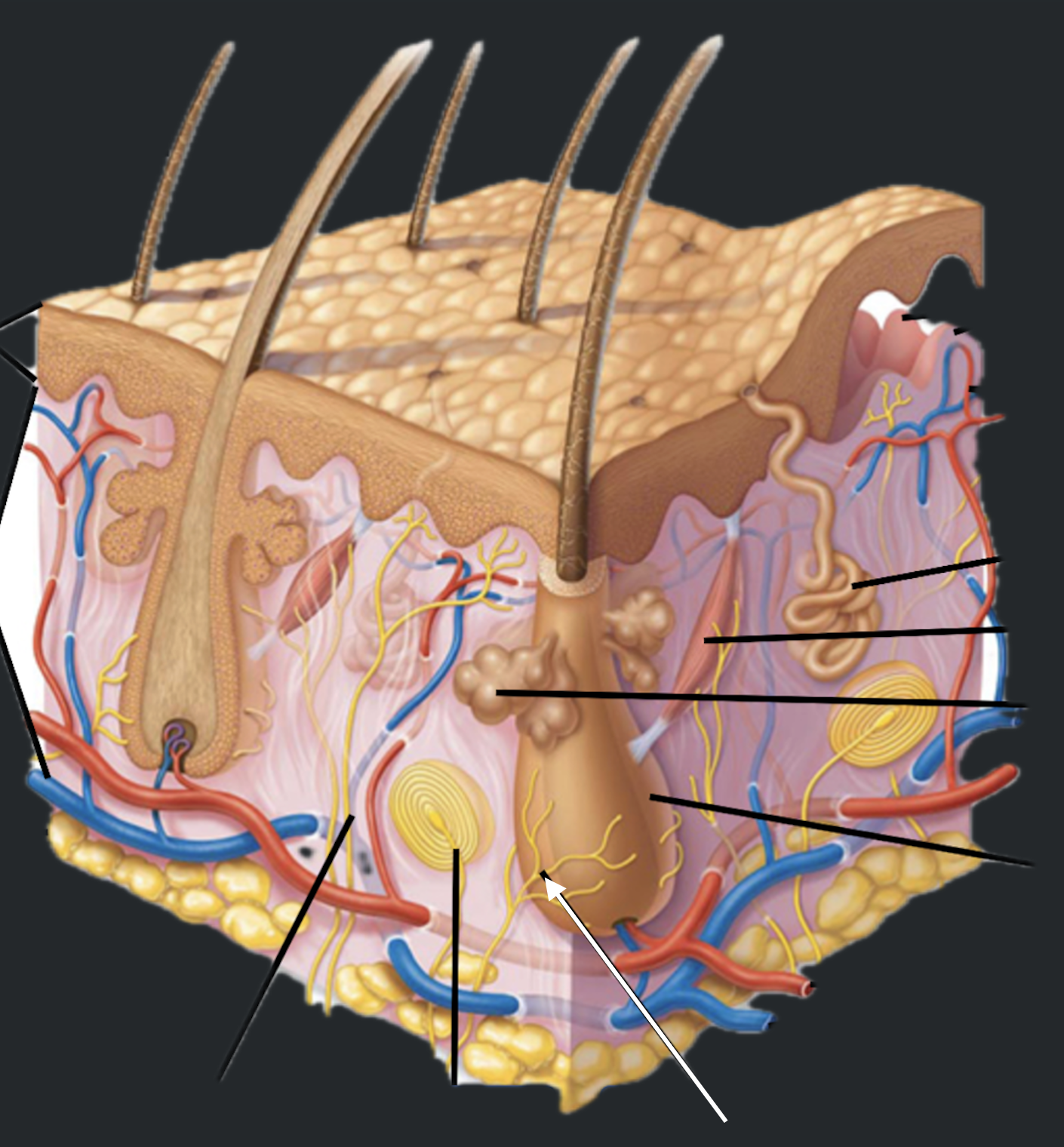 term image