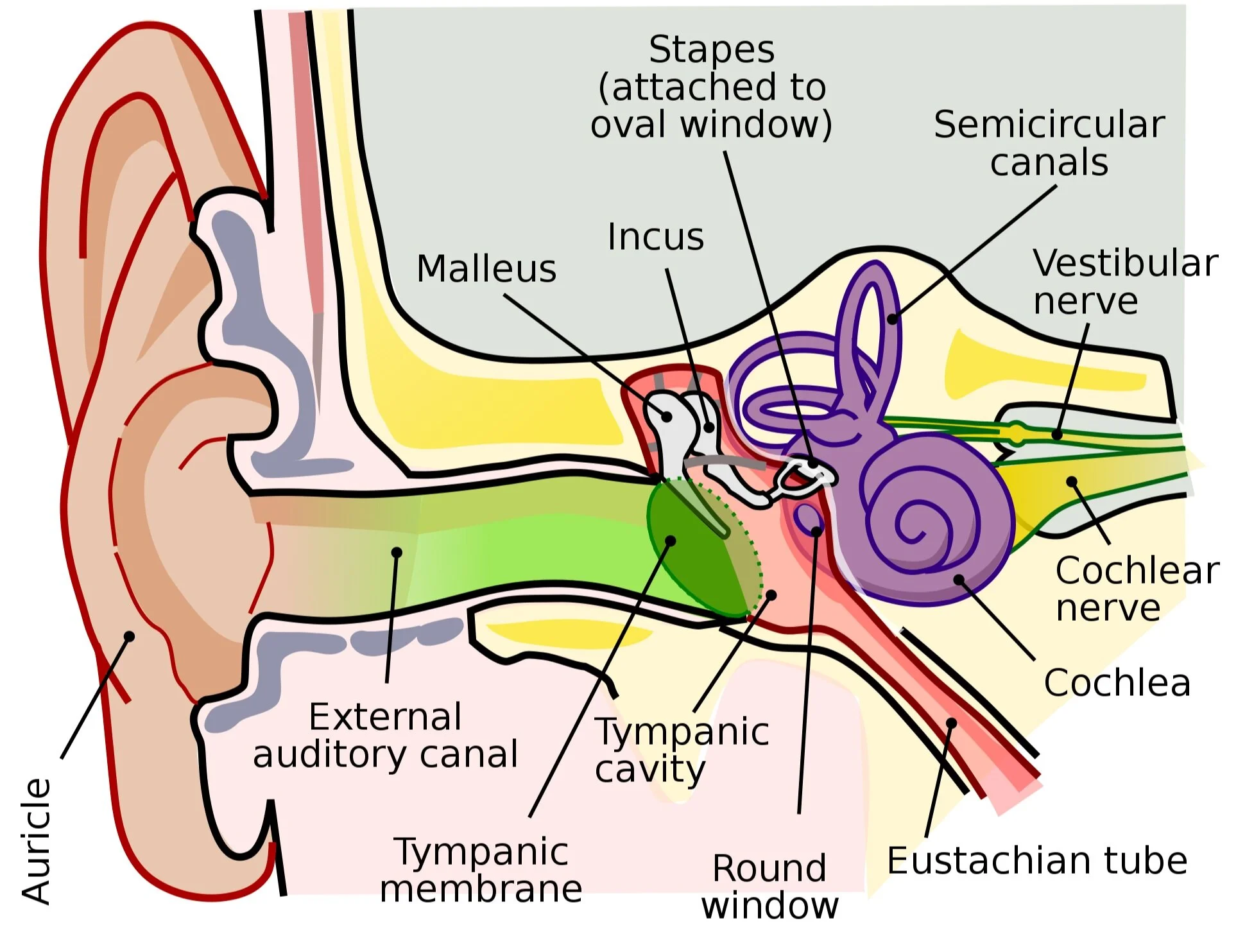 <ul><li><p>oval window</p></li><li><p>cochlea</p><ul><li><p>sensory receptors for hearing</p></li></ul></li><li><p>semi-circular canals</p><ul><li><p>balance and equilibrium</p></li></ul></li><li><p>round window </p><ul><li><p>release of pressure</p></li></ul></li></ul><p></p>