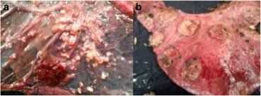 <ul><li><p>Aborted lambs</p></li><li><p>Evidence of necrotic placentitis</p></li><li><p>Elevated EBs in placental smears</p></li><li><p>MZN Staining → can be confused with Coxiella burnetti</p></li></ul><p></p>