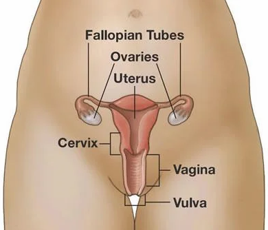 <p>This organ functions as both the implantation site of a fertilized ovum and the pathway for sperm to reach the uterine tubes</p>