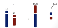 <p>- Translocation in which the long arms of two acrocentric chromosomes become joined to a common centromere, resulting in a chromosome with two long arms and usually another chromosome with two short arms.</p>