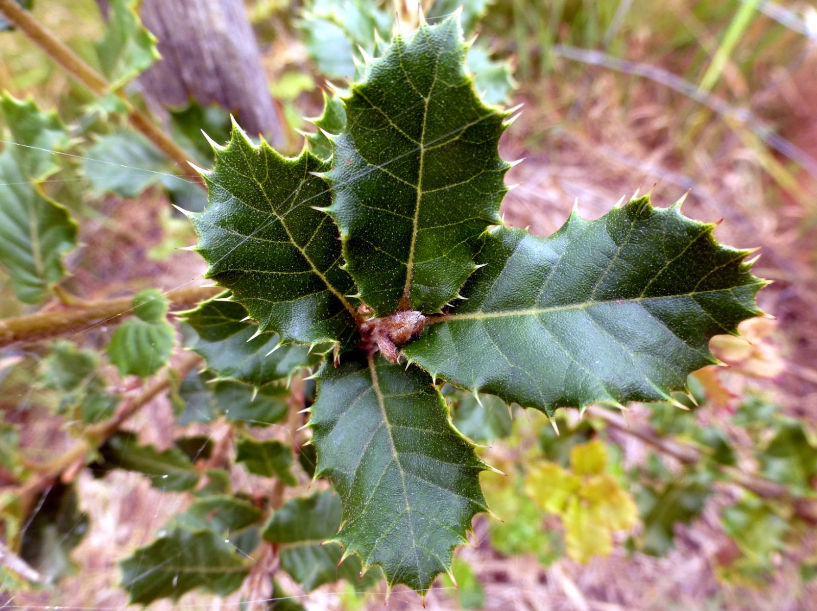 <p>Leaf modification</p>