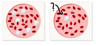 <p>Compared to normal, this smear shows decreased WBC count:</p>