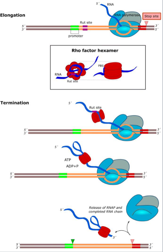 <p>Rho uses helicase activity to do what?</p>