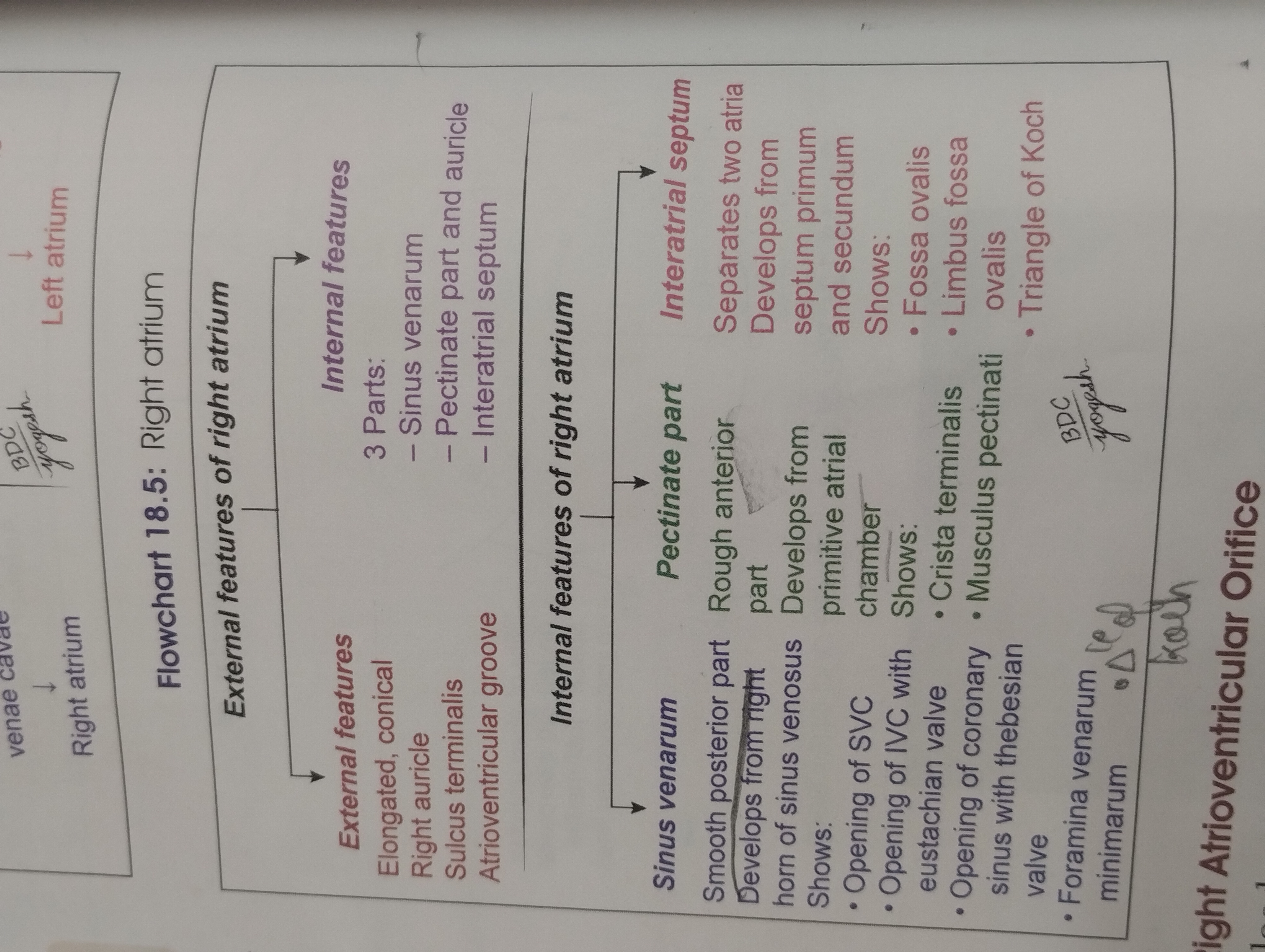 knowt flashcard image