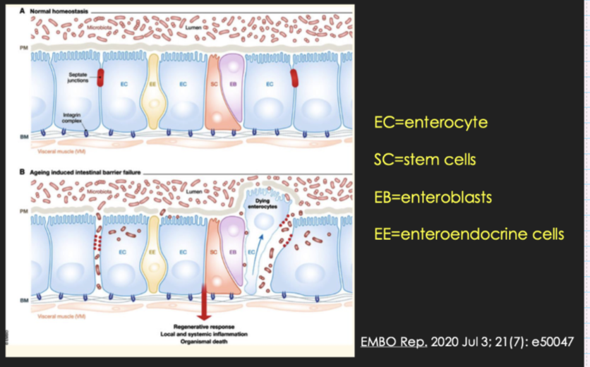 <ul><li><p>Normal: tight epithelial barrier prevents leakage from lumen</p></li><li><p>Ageing:</p><ul><li><p><strong>Disrupted tight junctions</strong></p></li><li><p><strong>Epithelial cell damage/loss</strong> (enterocytes)</p></li><li><p><strong>Impaired stem cell regeneration</strong></p></li></ul></li><li><p>Result:</p><ul><li><p><strong>Bacteria/toxins leak across barrier (“leaky gut”)</strong></p></li><li><p><strong>Local + systemic inflammation increases</strong></p></li></ul></li></ul><p>→ Contributes to ageing-related diseases and overall decline</p>