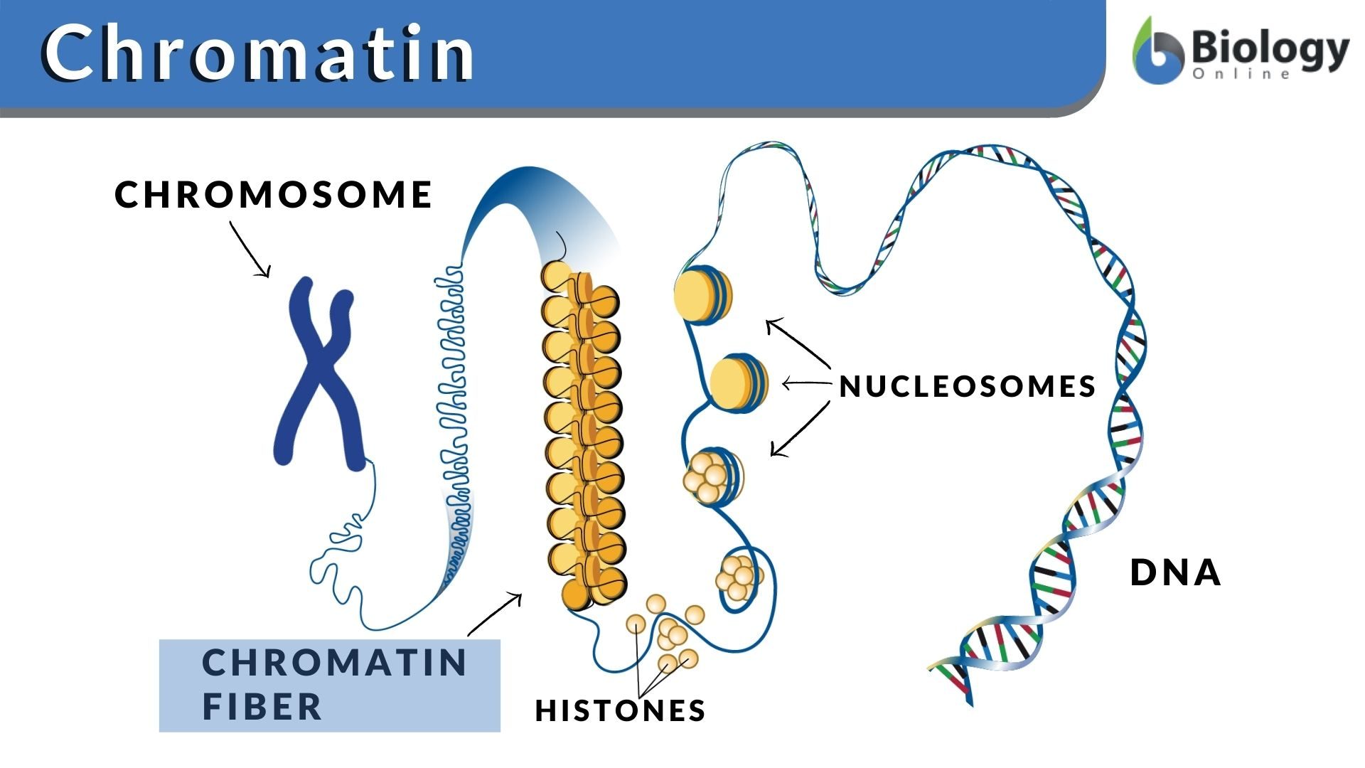 <p>DNA + histone proteins</p>