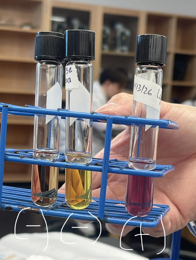 <p><strong>Name: </strong>Lysine Decarboxylase Test(LDC):</p><p><strong>PURPOSE: </strong>to detect the presence of lysine decarboxylase. </p><p><strong>APPLICATION: </strong>to help differentiate GNRs (Gram negative rods)</p><p><strong>MEDIA: </strong>Mollers Lysine Decarboxylase media(tea color<strong> can identify on practicum by oil on top</strong>)</p><ul><li><p><u>peptone:</u> nutrients</p></li><li><p><u>glucose:</u> induce fermentation</p></li><li><p><u>lysine:</u> amino acid substrate for lysin decarboxylase</p></li></ul><p>- <span style="color: rgb(167, 25, 238);"><u>Bromcresol purple: </u></span>pH indicator</p><ul><li><p>Acidic = <mark data-color="#f1ed2c" style="background-color: rgb(241, 237, 44); color: inherit;">yellow(l</mark>ike a soft baby yellow)</p></li><li><p>Neutral = <span style="color: rgb(117, 79, 34);">gray(tea</span> color, isn’t really consistent)</p></li><li><p>Basic = <span style="color: rgb(89, 20, 238);">purple </span>(vibrant purple)</p></li></ul><p><strong>INOCULATION GUIDE: </strong>loopful </p><ul><li><p><u>layer with mineral oil</u>: keeps O2 out, induces fermentation (so about 1 mL of oil, will be on top of media and block off O2).</p></li></ul><p><strong>INCUBATION:</strong> 37°C for 48 hrs. *<strong>MUST DO FULL 48 HOURS</strong></p><p><strong>THEORY: </strong></p><p>- Decarboxylation will occur if:</p><ul><li><p>Amino acid substrate is present</p></li><li><p><u>There is a drop in pH</u>: glucose + mineral oil —> induces fermentation </p></li></ul><p>Lysine —→ lysine decarboxylase —→ cadaverine(basic) + CO2</p><p><strong>RESULTS: </strong></p><p>(+): <span style="color: rgb(113, 21, 233);">purple</span>(vibrant, reacts with bromcresol purple)</p><p>(-):<span style="color: rgb(14, 14, 11);"> <mark data-color="#e0d61b" style="background-color: rgb(224, 214, 27); color: inherit;">yellow</mark> </span>or no change(gray)</p><p></p>
