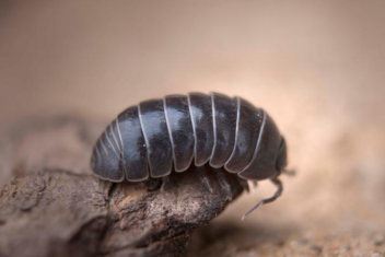 <p>name this animal</p>