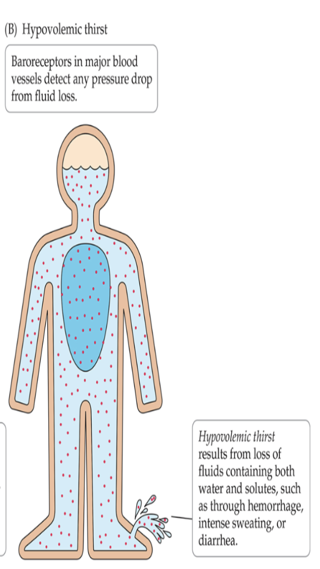 <p>Blood volume or pressure is low (loss of water from Extracellular)</p>