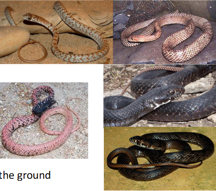 <p>Family: Colubridae</p><p>Location: West and South KS</p><p>ID: Tail looks like a whip; can be black or yellow-brown; anal plate is divided; scales are smooth; big eyes</p><p>Life/History: Active; diurnal; generalist predator;</p>