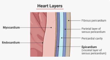 <p><span>Describe the structure of the heart in terms of its coverings and layers.</span></p>