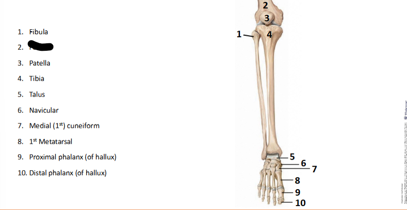 <p>What bone landmark is this within the <strong>Lower-Appendicular Skeleton? (Leg - Foot)</strong></p>