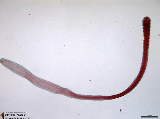 <p><strong>Bruzdogłowiec szeroki (<em>Diphyllobothrium latum</em>)</strong></p>