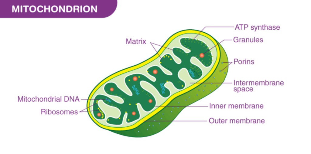 <p>Mitochondrion</p>