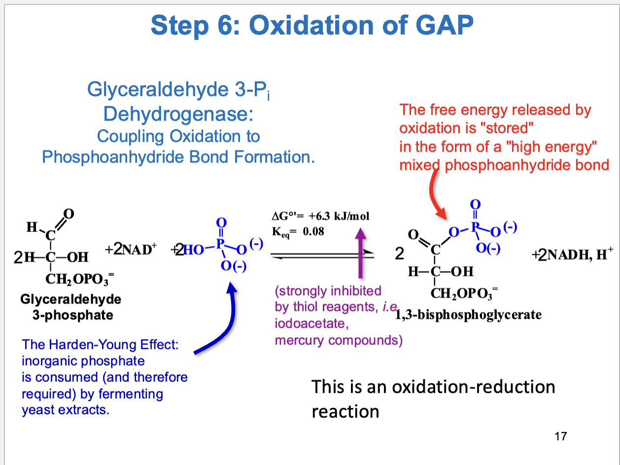 <ul><li><p>Oxidation of GAP (oxidation-reduction reaction)</p></li><li><p>First energy yielding step in glycolysis</p></li><li><p>Substrate: glyceraldehyde 3-phosphate, Product: 1,3-biphosphoglycerate</p></li><li><p>Also, oxidation of aldehyde with NAD+ gives NADH</p></li><li><p>Enzyme: glyceraldehyde 3-phosphate dehydrogenase</p></li><li><p>Postive delta G (coupled with next reaction to drive forward)</p></li></ul><p></p>