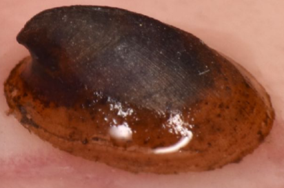 <p>The river limpet, which has a small, hat-like shell and attaches to rocks or other objects.</p>