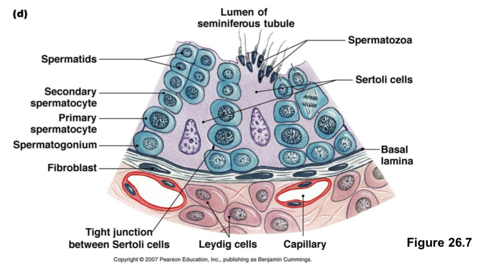 <ul><li><p>blood-testis barrier</p><ul><li><p>Prevents the immune system that identifies foreign cells (e.g. the sperm cells that are only haploids with unique structures) from killing the sperm cells</p></li></ul></li><li><p>Sertoli cells form the tight junctions</p></li></ul><p></p>