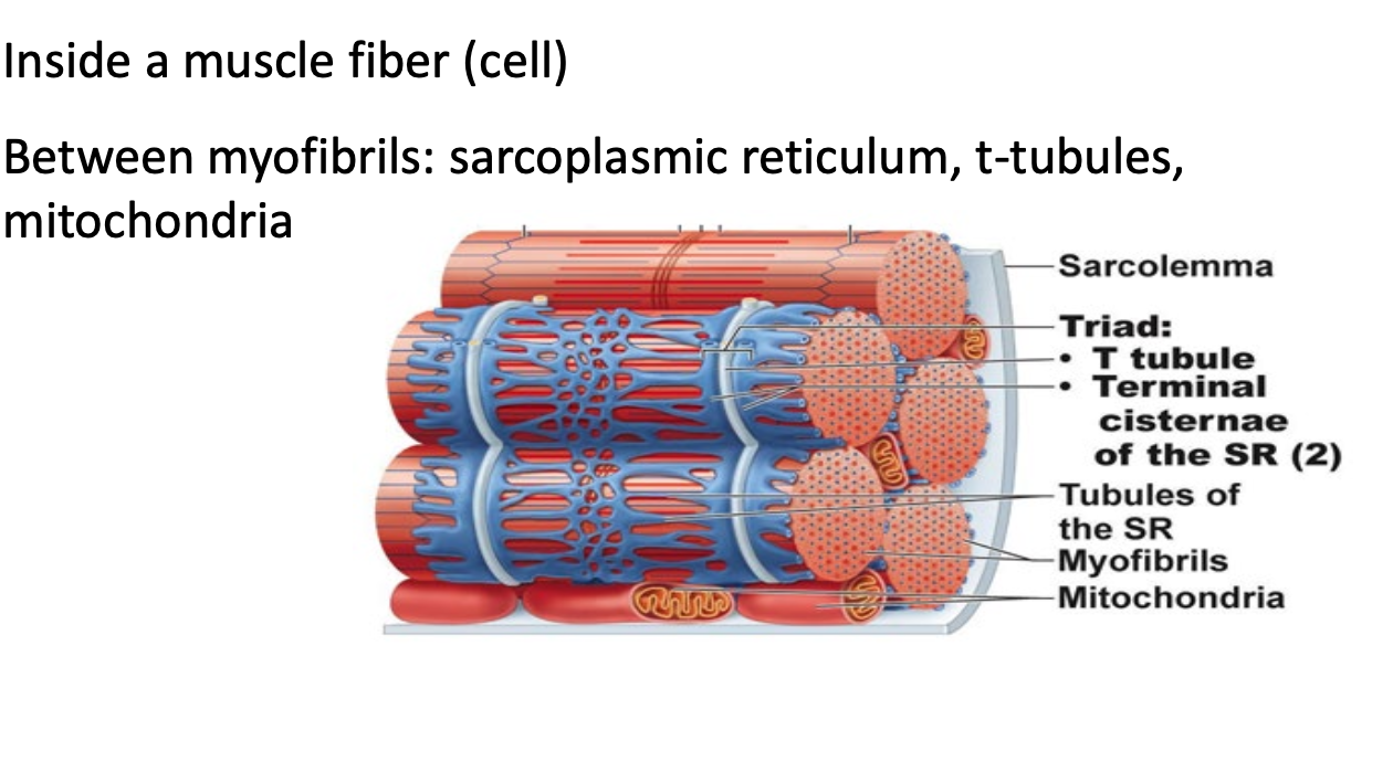 <ul><li><p><u>Between myofibrils</u> = Sarcoplasmic reticulum, T-Tubules, mitochondria</p></li><li><p>A band = dark space (where there are myosin)</p></li><li><p>I band = light space (where there are only actin)</p></li></ul><p>Sarcoplasmic reticulum = STORAGE FOR CALCIUM</p><p></p>