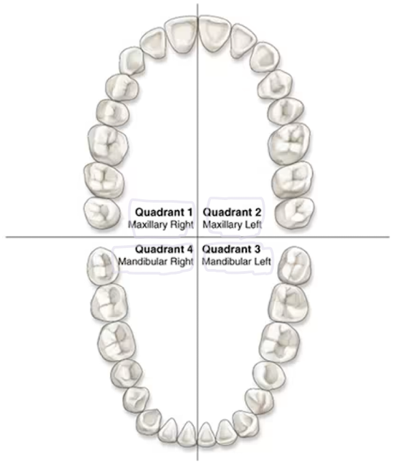 <ul><li><p><em>Maxillary Right/Quadrant one (Q1)</em></p></li><li><p><em>Maxillary Left/Quadrant two (Q2)</em></p></li><li><p><em>Mandibular Left</em>/Quadrant (Q3)</p></li><li><p>Mandibular Right/Quadrant four (Q4) </p></li></ul><p></p>
