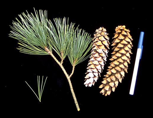 <p>Pinus monticola</p>