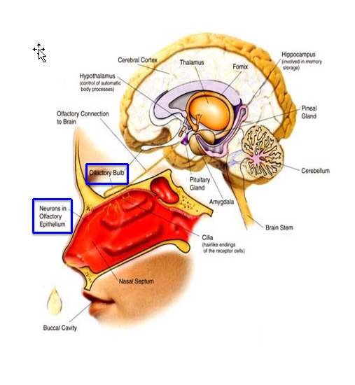 <p>Components:</p><ul><li><p>Olfactory epithelium</p></li><li><p>Olfactory bulb</p></li><li><p>Olfactory cortex</p></li></ul><p></p>