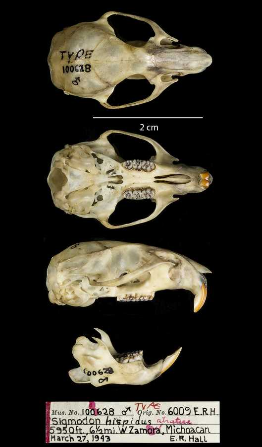 <p>Family Cricetidae Sigmodon hispidus (hispid cotton rat)</p>