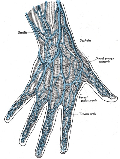 <p>Venae comitantes: Into deep veins of the forearm</p><p>DDV: Into a dorsal venous network that leads to the cephalic vein (laterally) and basilic vein (medially)</p>