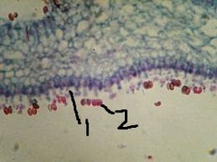 <p>what is structure 1</p>