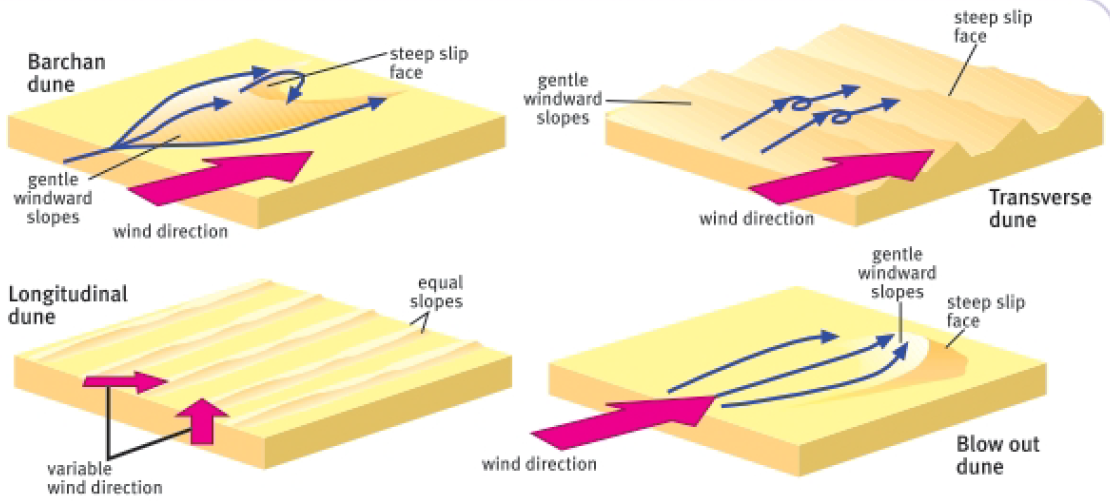 <ul><li><p>Wind depositions mainly results in the formation of sand dunes</p></li><li><p>A sand dune is a ridge of windblown sand</p></li></ul><p>Four common dune forms:</p><ul><li><p>Barchans</p><ul><li><p>Occurs when there is a limited</p><p> supply of sand and constant wave direction</p></li><li><p>Gentle windward slopes</p></li><li><p>Steep slip face</p></li></ul></li></ul><img src="https://assets.knowt.com/user-attachments/472c444b-84a6-4bb6-8f12-e5541c4a78de.png" data-width="25%" data-align="center"><ul><li><p>Winding traverse</p><ul><li><p>Form in areas where there is plentiful supply of sand </p></li><li><p>Gentle windward slopes</p></li><li><p>Steep slip face</p></li></ul></li></ul><img src="https://assets.knowt.com/user-attachments/270bcdb8-5567-4960-bfe1-e0eea89e4b42.png" data-width="25%" data-align="center"><ul><li><p>Longitudinal (or liner) </p><ul><li><p>Run parallel to the wind directions</p></li><li><p>Variable wind direction</p></li><li><p>Equal slopes</p></li></ul></li></ul><img src="https://assets.knowt.com/user-attachments/7a07300c-8dfb-4e6e-bccb-0920dae5782d.png" data-width="25%" data-align="center"><ul><li><p>Blowout (or parabolic)</p><ul><li><p>Occurs where vegetation anchors </p></li><li><p>Gentle windward slopes</p></li><li><p>Steep slip face</p></li></ul></li></ul><img src="https://assets.knowt.com/user-attachments/0df12829-53b0-4a61-a8d2-1133a8fda609.png" data-width="25%" data-align="center"><p></p>