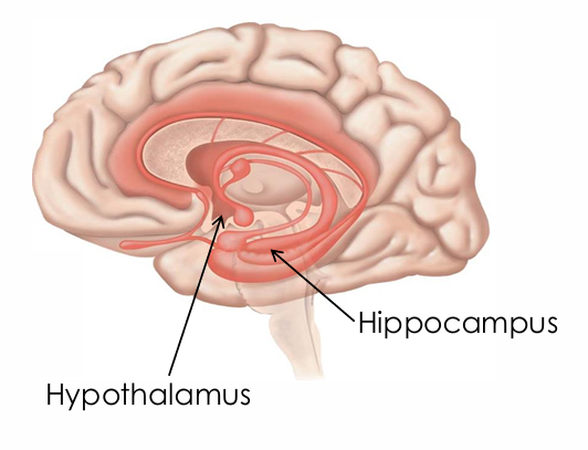 <ul><li><p>Includes specific areas of the cerebrum (e.g., prefrontal cortex, hippocampus) and diencephalon (e.g., hypothalamus)</p></li></ul><p></p>