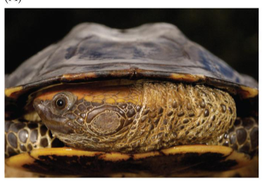 <p>Is this Pleurodira or Cryptodira?</p>