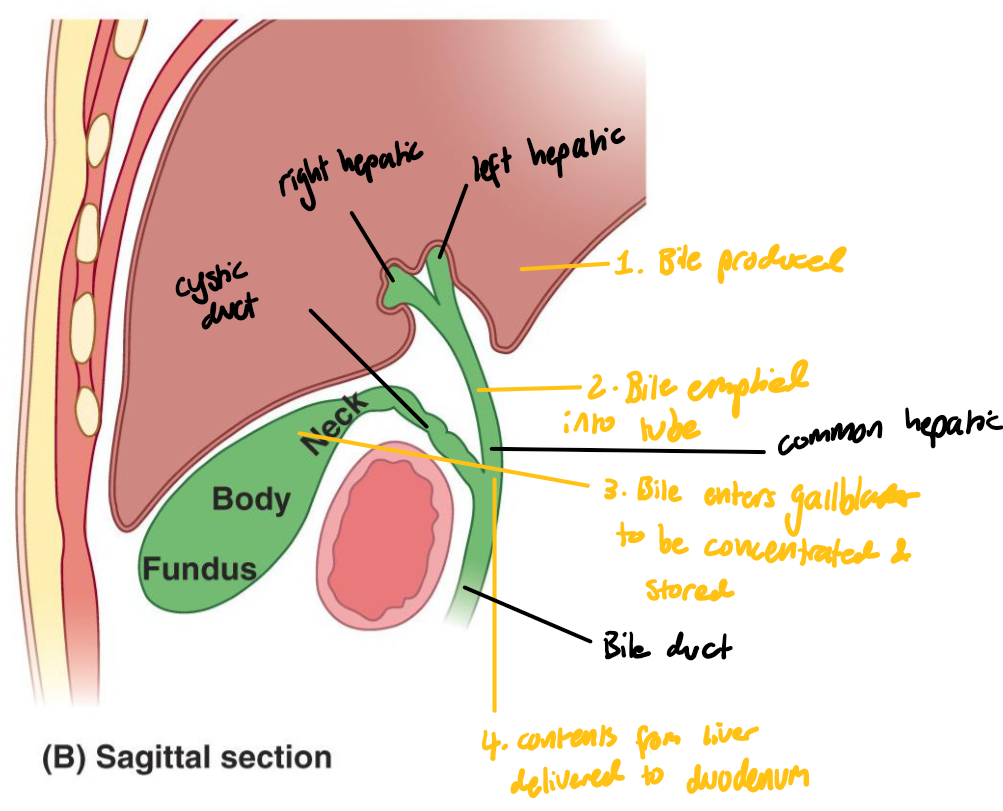 <p>Pear-shaped sac on <strong>visceral</strong> surface of <strong>liver</strong>, wedged in a <em>fossa </em>b/w the <strong>right</strong> &amp; <strong>quadrate</strong> lobes</p>