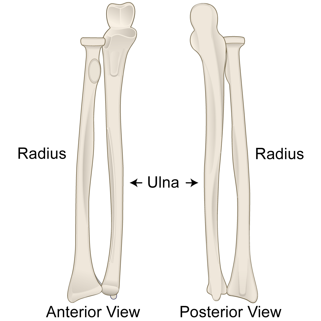 <p>What are the two forearm bones?</p>