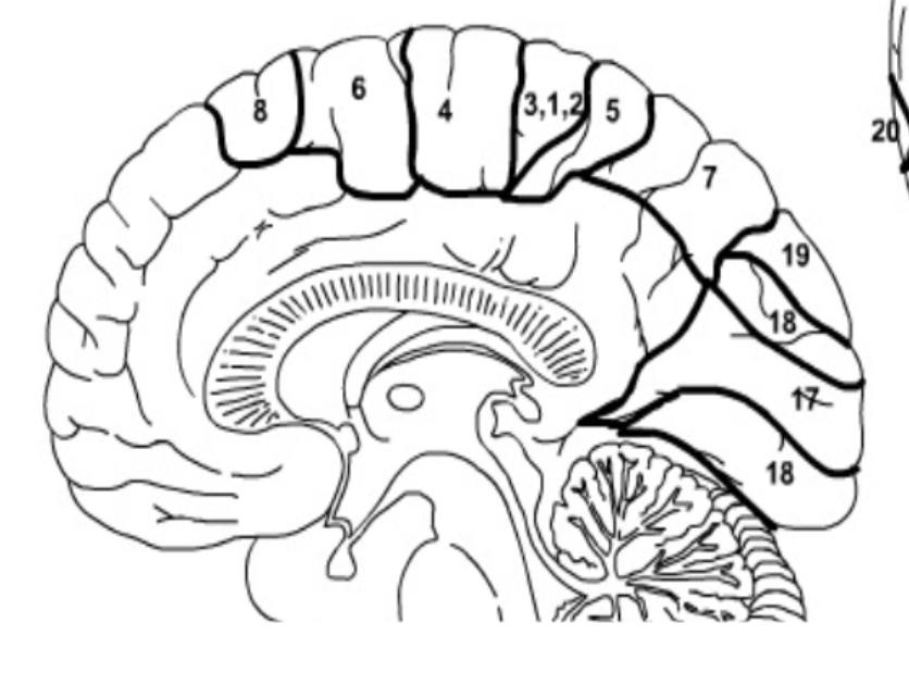<p>What Brodmann’s Areas can you see from this view?</p>