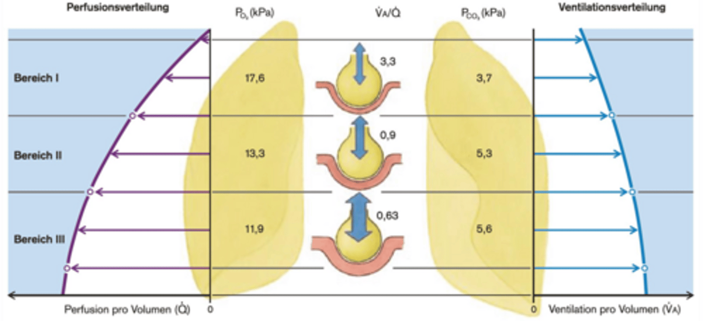<p>Die Perfusion der aufrechten Lunge vergrössert sich in Richtung Basis</p><p>-> A. pulmonalis kommt in der Mitte an, ein hydrostatischer Druckunterschied entsteht und resultiert im Fehlen von Blutfluss im Apex (=Spitz ganz Oben an Lunge)</p>