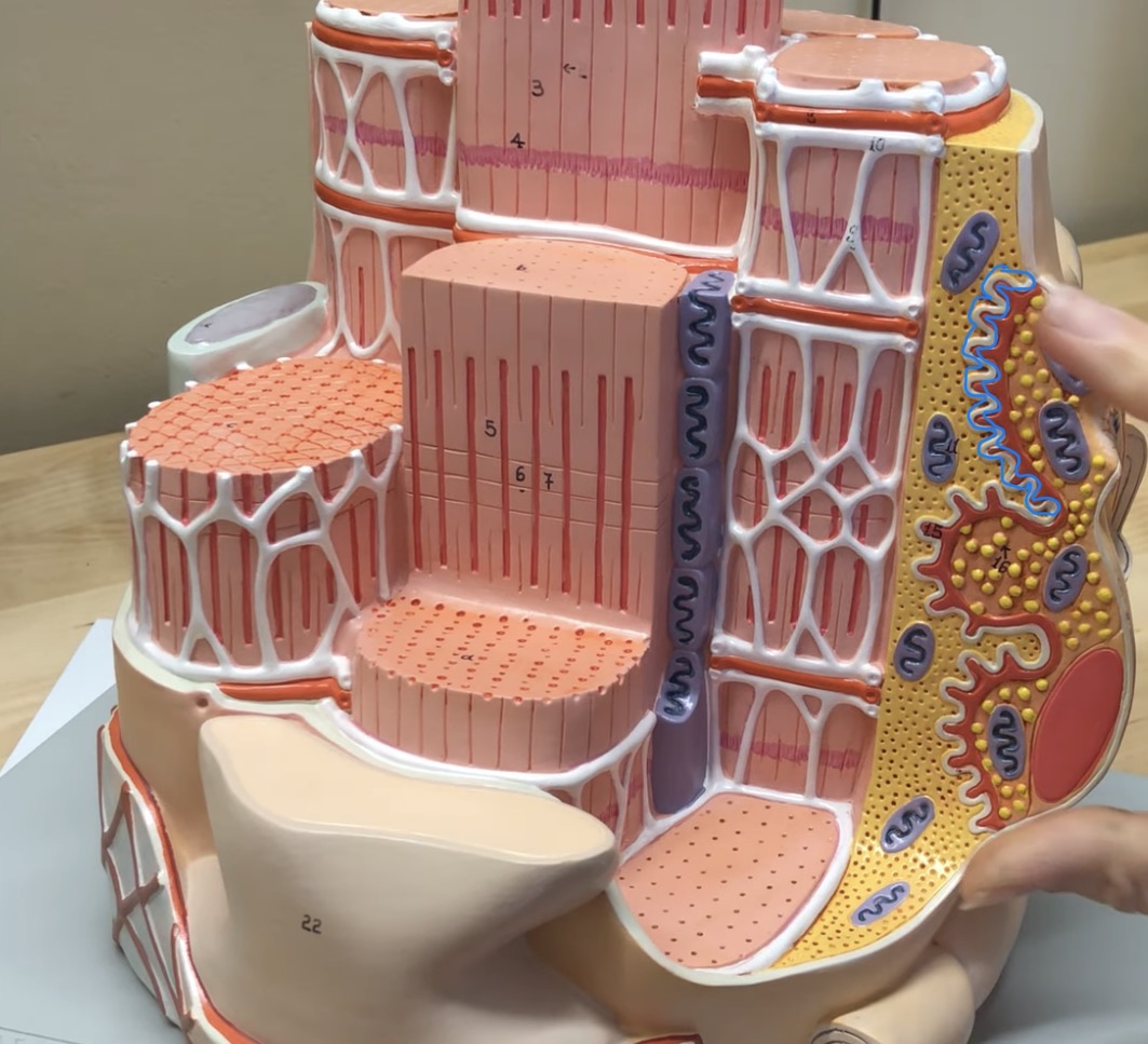 <p>What structure is this?</p>