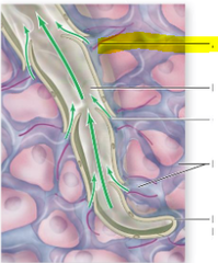 <p>Identify what is indicated by highlighted pointer</p>